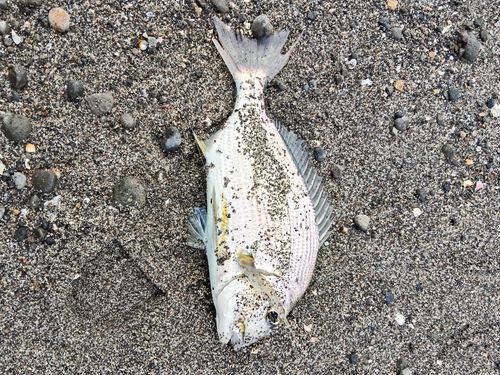ヘダイの釣果