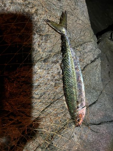 サバの釣果