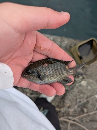 チャリコの釣果