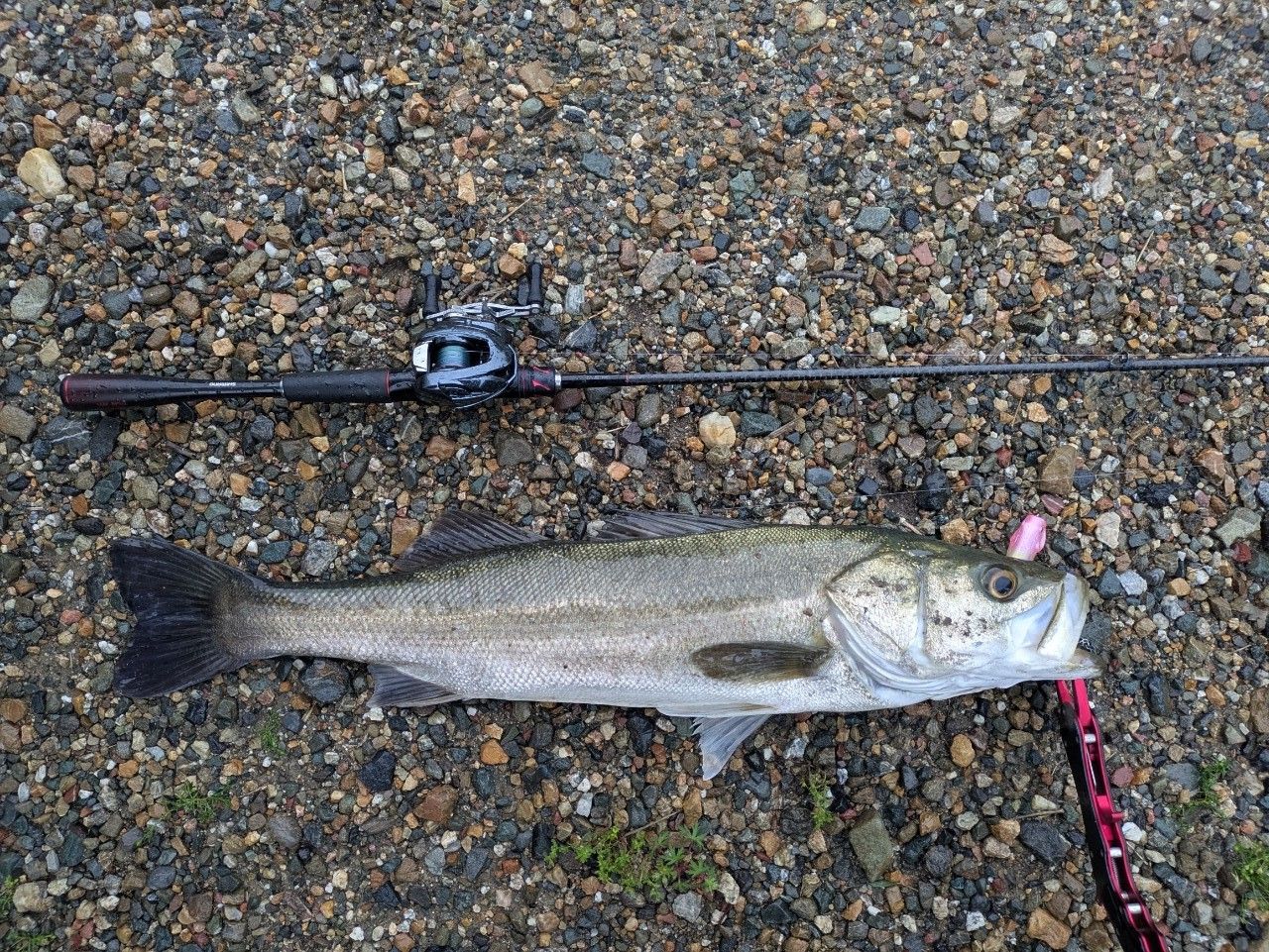 SHIMANO 20ゾディアス 168L-BFS/2の最安値・インプレ・釣果 | 本音の