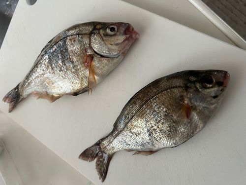 ウミタナゴの釣果