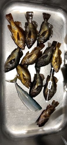 メバルの釣果