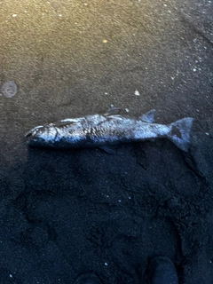 アメマスの釣果