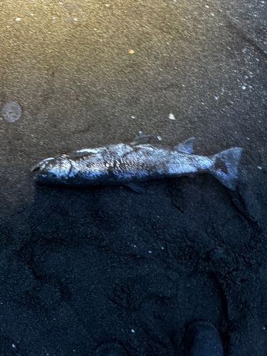 アメマスの釣果