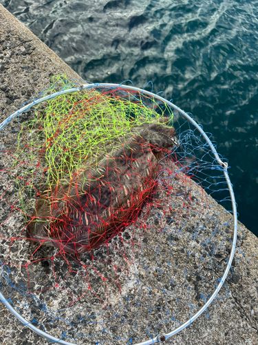 モンゴウイカの釣果