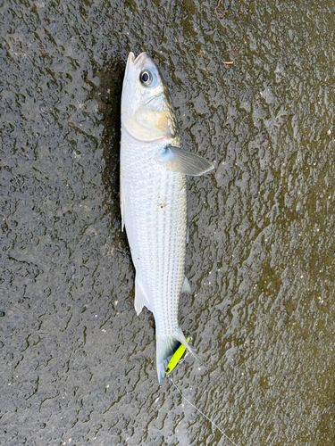 ボラの釣果