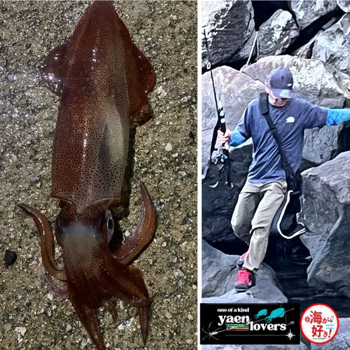 ヤリイカの釣果