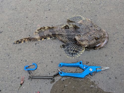 カジカの釣果