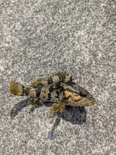 タケノコメバルの釣果