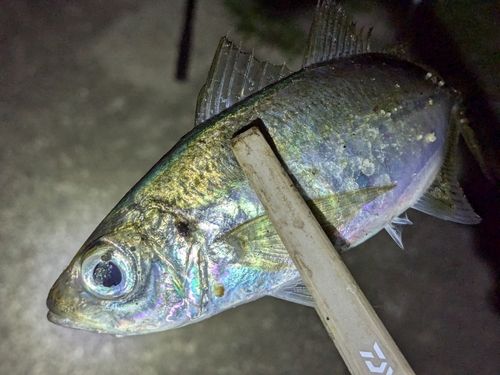マアジの釣果