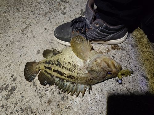 シマソイの釣果