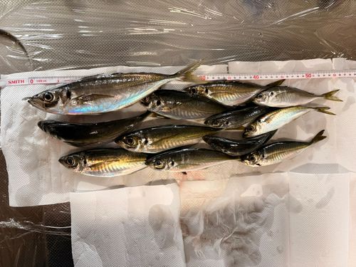 アジの釣果