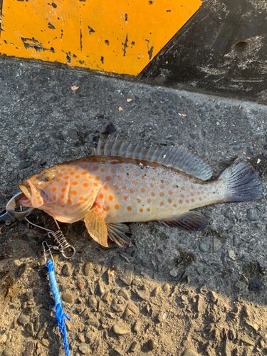 キテンハタの釣果