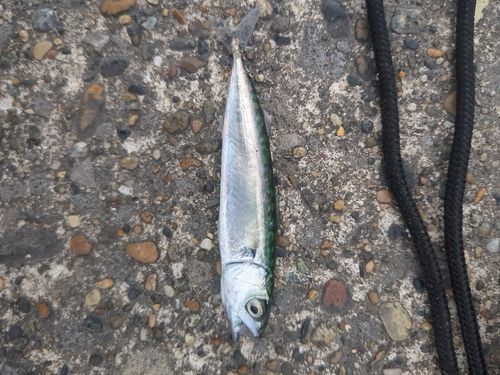 サバの釣果