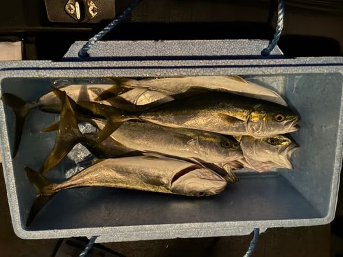 フクラギの釣果