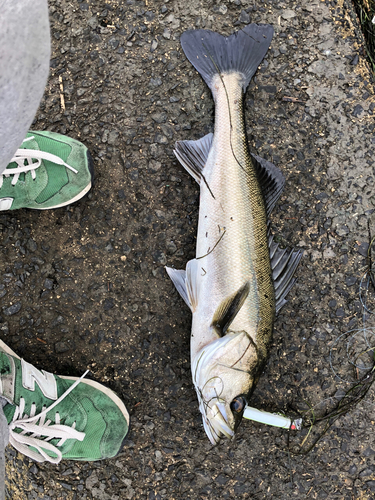 シーバスの釣果