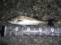 フッコ（マルスズキ）の釣果