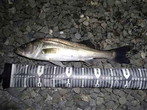 フッコ（マルスズキ）の釣果