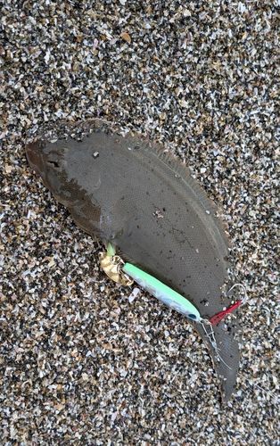 シタビラメの釣果