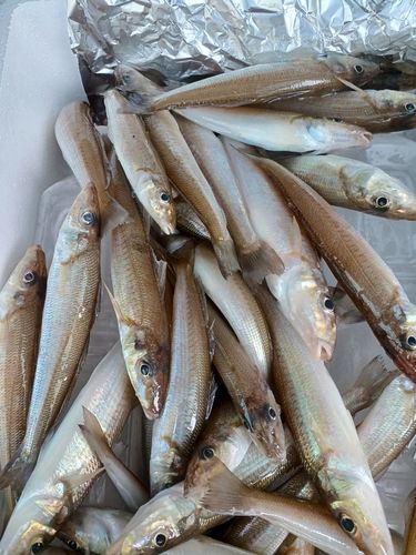 シロギスの釣果