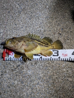 シマゾイの釣果
