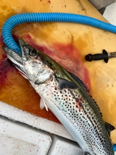 サワラの釣果