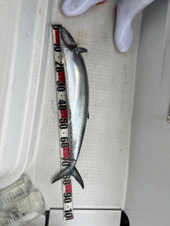 サワラの釣果