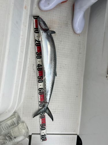 サワラの釣果