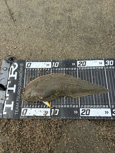 シタビラメの釣果