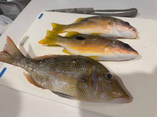タマンの釣果