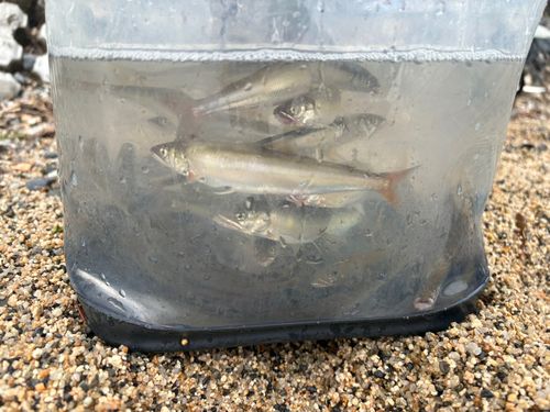 コアユの釣果