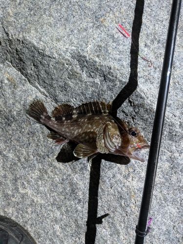 カサゴの釣果