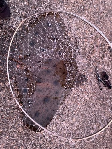 ツバクロエイの釣果