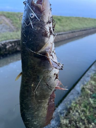 ナマズの釣果