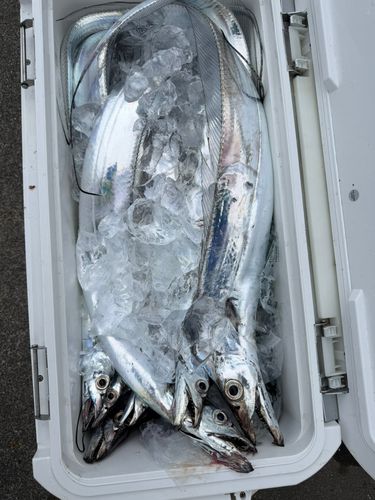タチウオの釣果