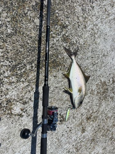 ショゴの釣果