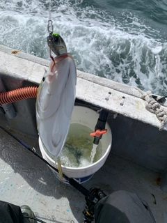 ハマチの釣果