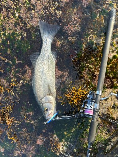 ヒラスズキの釣果