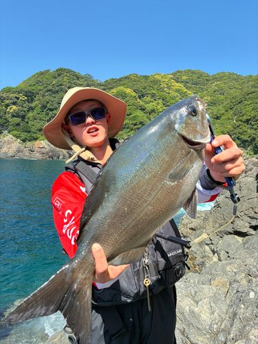 イスズミの釣果