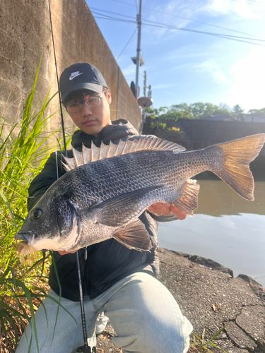 チヌの釣果