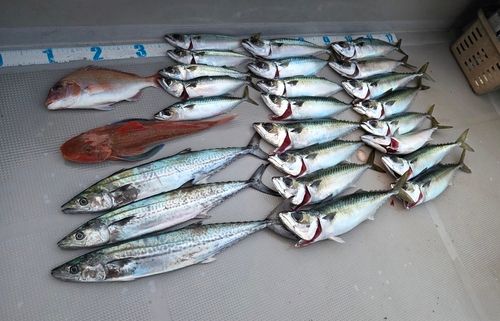サゴシの釣果