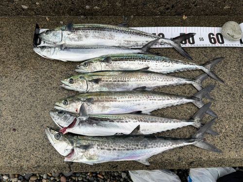 サゴシの釣果
