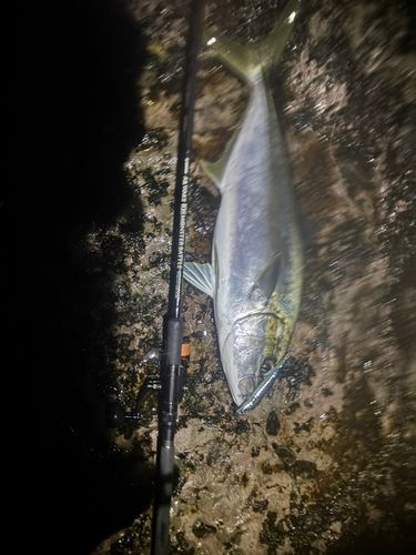 ヒラマサの釣果
