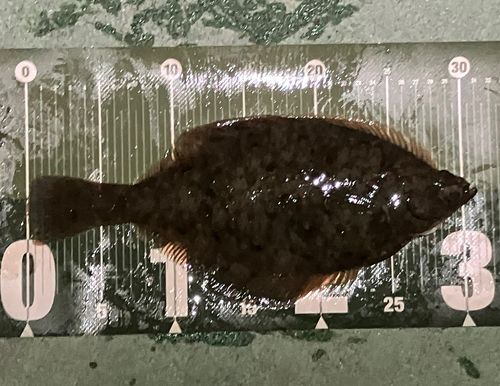 マガレイの釣果