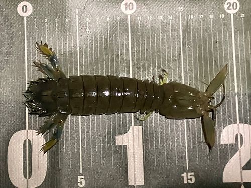 シャコエビの釣果