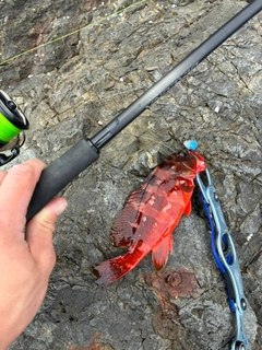アカハタの釣果