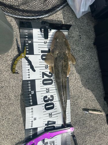 マゴチの釣果