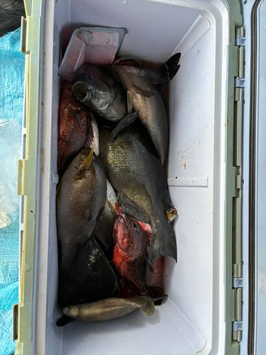 クロの釣果