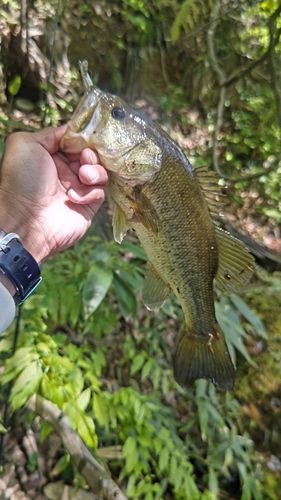 ラージマウスバスの釣果