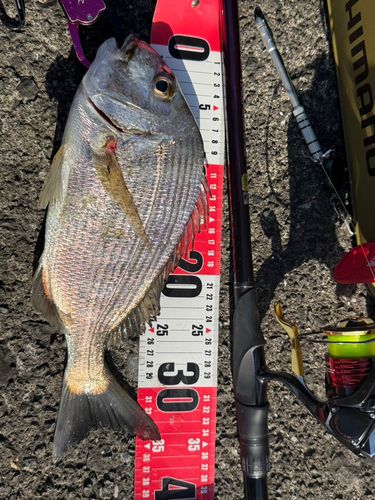 ヘダイの釣果